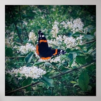 Affiche Papillon Amiral Rouge