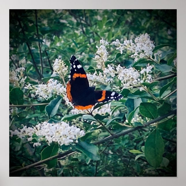 Affiche Papillon Amiral Rouge (Devant)