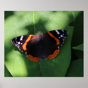 Affiche Papillon Amiral Rouge sur Feuilles Vertes