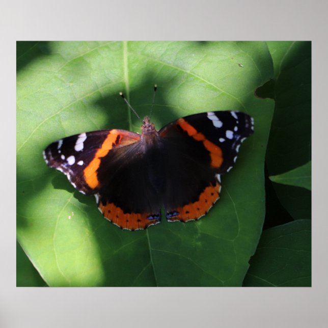 Affiche Papillon Amiral Rouge sur Feuilles Vertes  (Devant)
