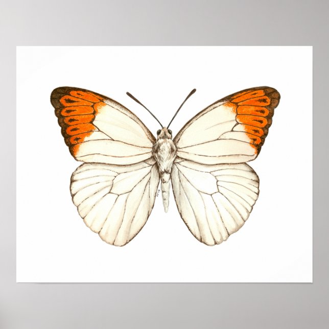 Affiche Papillon aquarelle, grand tip orange (Devant)