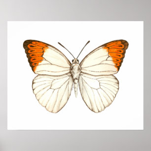 Affiche Papillon aquarelle, grande pointe orange
