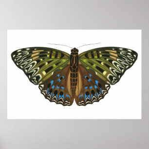 Affiche Papillon Art nouveau vintage