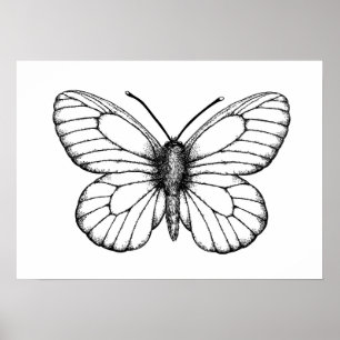 Affiche Papillon blanc à veine noire