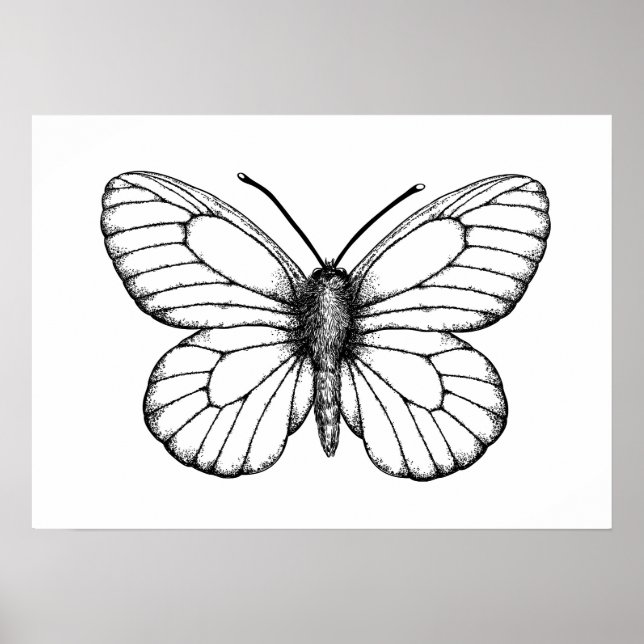 Affiche Papillon blanc à veine noire (Devant)