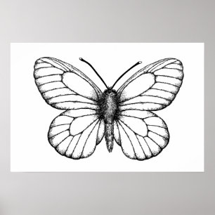 Affiche Papillon blanc à veine noire