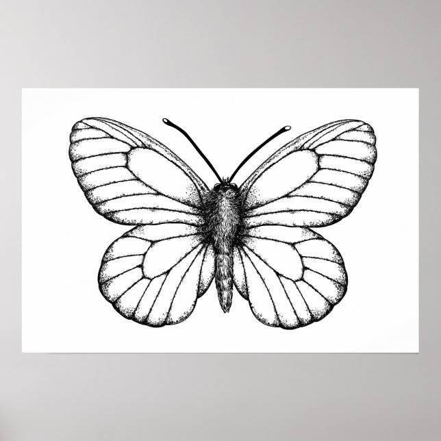 Affiche Papillon blanc à veine noire (Devant)