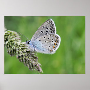 Affiche Papillon bleu commun sur l'herbe