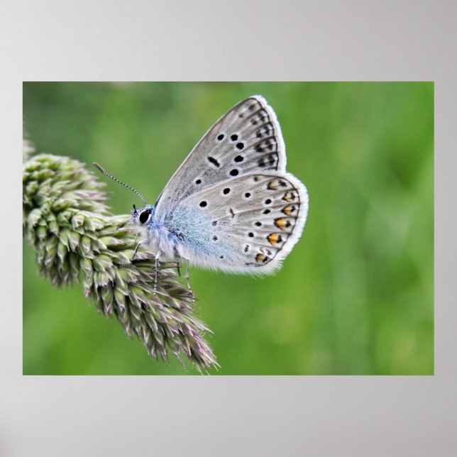 Affiche Papillon bleu commun sur l'herbe (Devant)