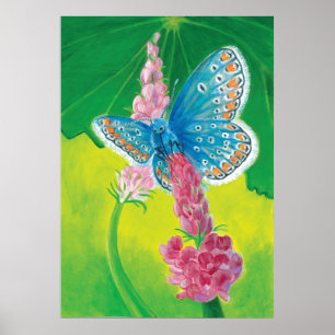 Affiche Papillon bleu de Chapmans (thersites en polyommatu