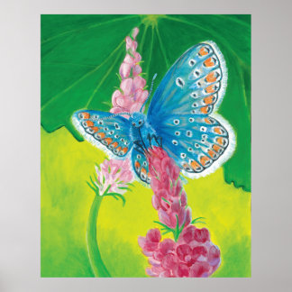 Affiche Papillon bleu de Chapmans (thersites en polyommatu