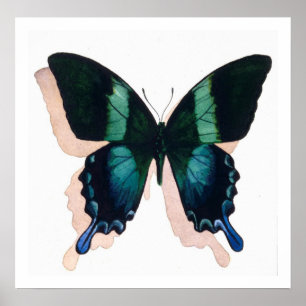Affiche "Papillon bleu" Insect Aquarelle Art