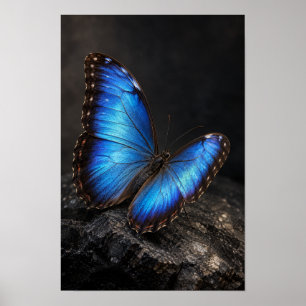 Affiche Papillon bleu iridescent sur mur de roche sombre N