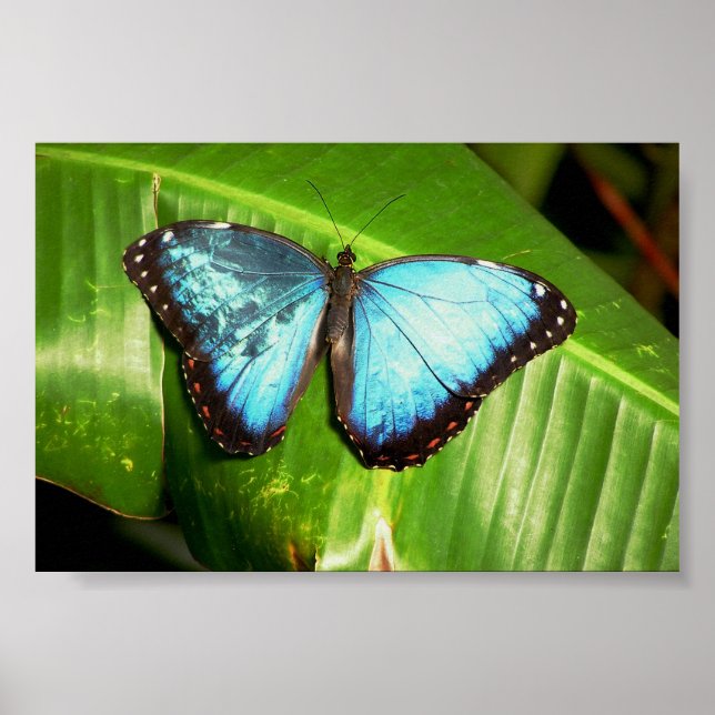 Affiche Papillon bleu morphe (Devant)
