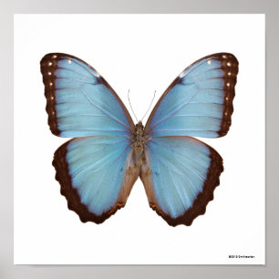 Affiche Papillon bleu Morpho