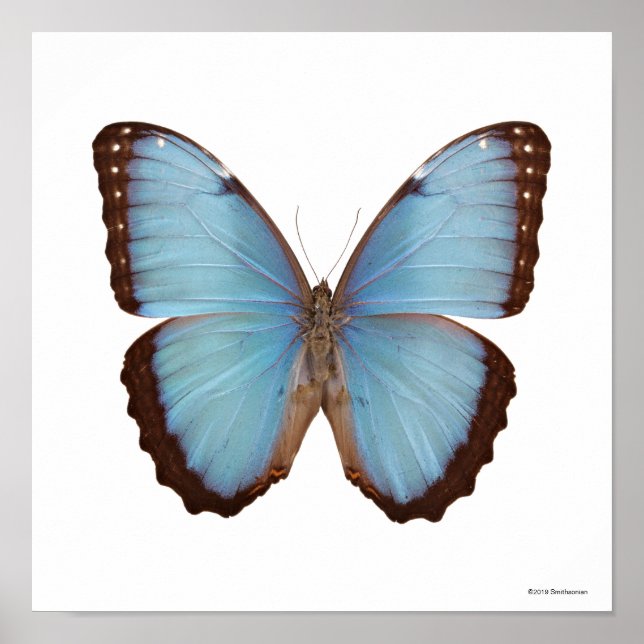 Affiche Papillon bleu Morpho (Devant)