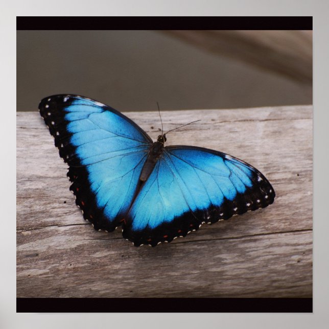 Affiche Papillon bleu Morpho (Devant)
