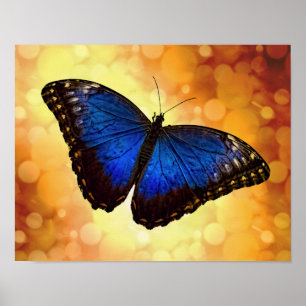 Affiche Papillon bleu Morpho