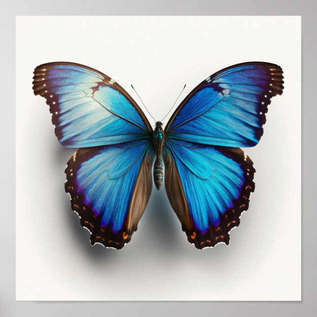 Affiche Papillon bleu Morpho Art Imprimer l'affiche (Devant)