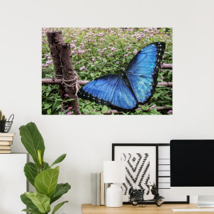 Affiche Papillon bleu Morpho Design rustique