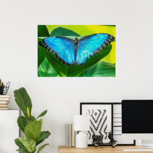 Affiche Papillon bleu Morpho Floral Nature Art