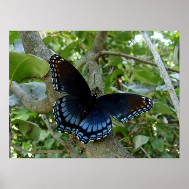 Affiche Papillon bleu Swallowtail Ohio (Devant)