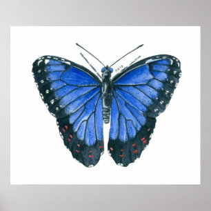 Affiche Papillon Blue Morpho peinture à l'aquarelle