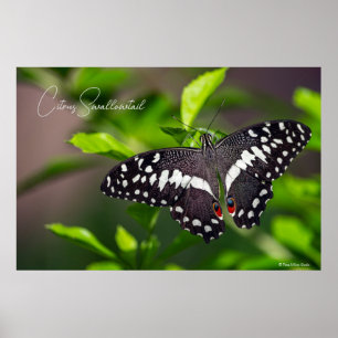 Affiche Papillon Citrus