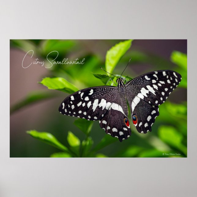 Affiche Papillon Citrus (Devant)