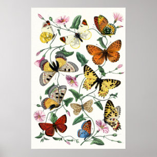 Affiche Papillon coloré Dessin d'art