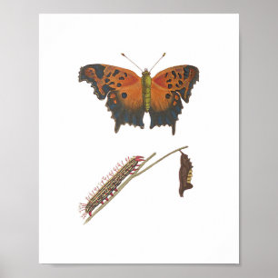 Affiche Papillon Comma, Caterpillar & Chrysalis Vintage