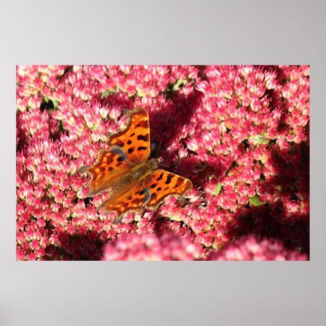 Affiche Papillon Comma sur Sedum (Devant)
