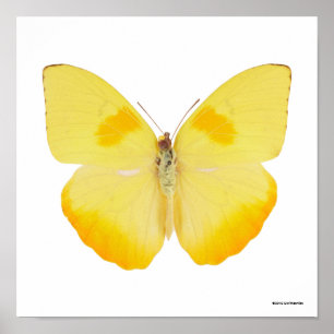 Affiche Papillon commun de jaune d'herbe