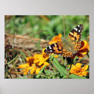 Affiche Papillon dame peint sur Zinnia Imprimer