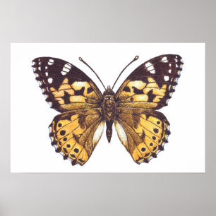 Affiche Papillon dame peinte