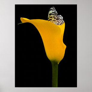 Affiche papillon dans un lys jaune sur fond noir