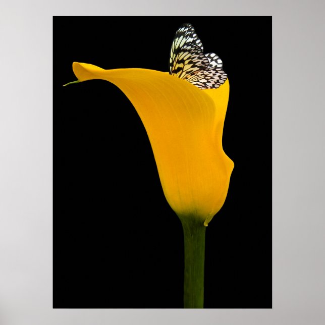 Affiche papillon dans un lys jaune sur fond noir (Devant)