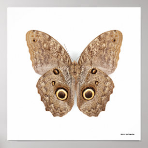 Affiche Papillon de hibou