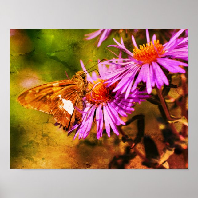 Affiche Papillon de la dame peint Fleur d'aster sauvage Ab (Devant)