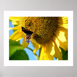 Affiche Papillon de l'amiral rouge sur une tournesol