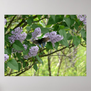 Affiche Papillon de machaon et Bush lilas