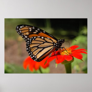 Affiche Papillon de monarque
