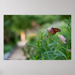 Affiche Papillon de monarque