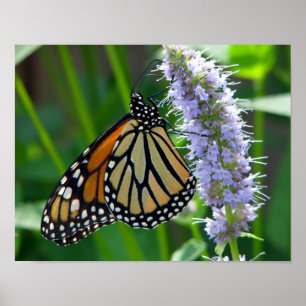 Affiche Papillon de monarque sur la fleur