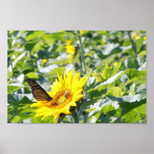 Affiche Papillon de monarque sur l'affiche de tournesol