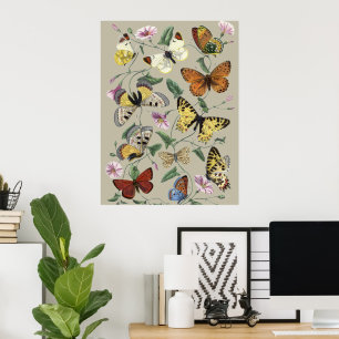 Affiche Papillon de nuit vintage 1842 Art botanique floral