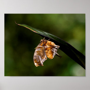Affiche Papillon de point d'interrogation