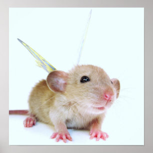 Affiche Papillon de rat de bébé