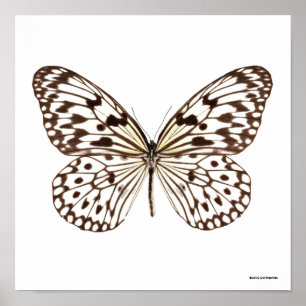 Affiche Papillon de tigre de châtaigne