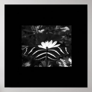 Affiche Papillon de zèbre de B&W sur le noir